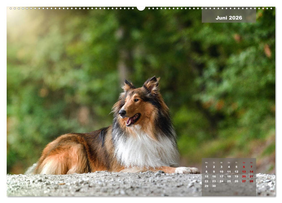 Typisch Collie (CALVENDO Premium Wandkalender 2026)