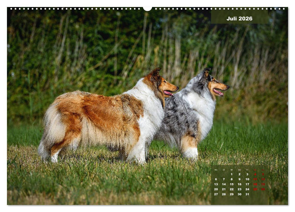 Typisch Collie (CALVENDO Premium Wandkalender 2026)