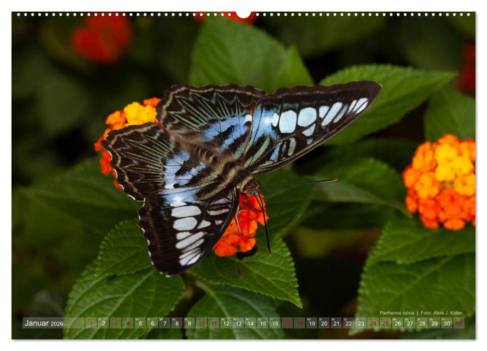 Tagfalter Schmetterlinge (CALVENDO Premium Wandkalender 2026)