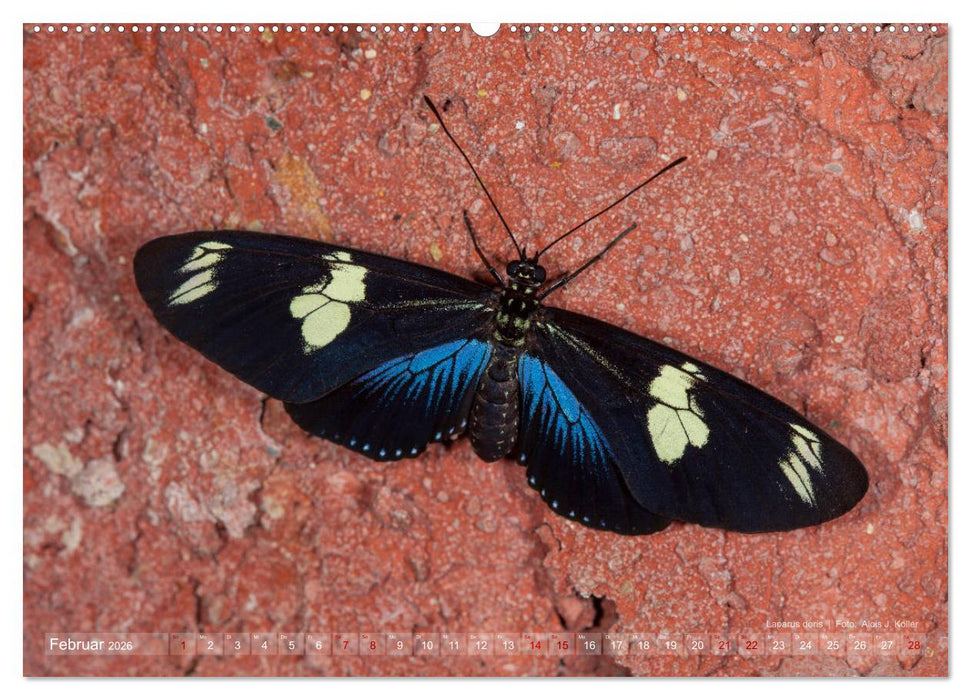 Tagfalter Schmetterlinge (CALVENDO Premium Wandkalender 2026)