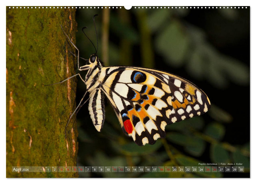 Tagfalter Schmetterlinge (CALVENDO Premium Wandkalender 2026)