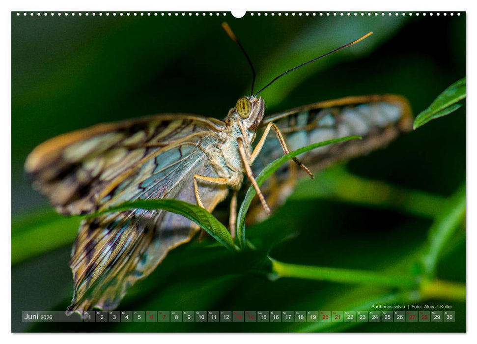Tagfalter Schmetterlinge (CALVENDO Premium Wandkalender 2026)