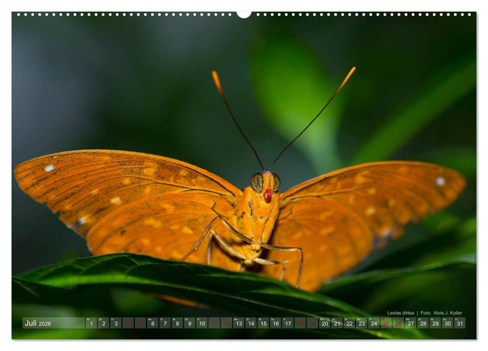 Tagfalter Schmetterlinge (CALVENDO Premium Wandkalender 2026)