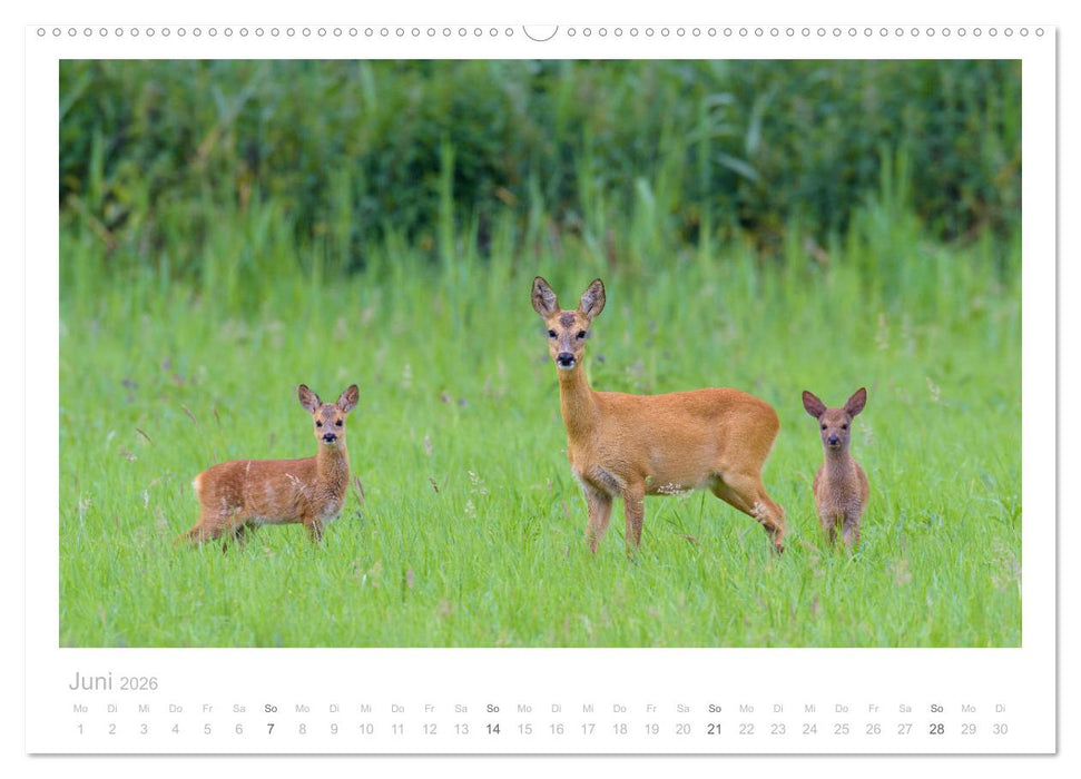 Rehwild 2026 (CALVENDO Premium Wandkalender 2026)