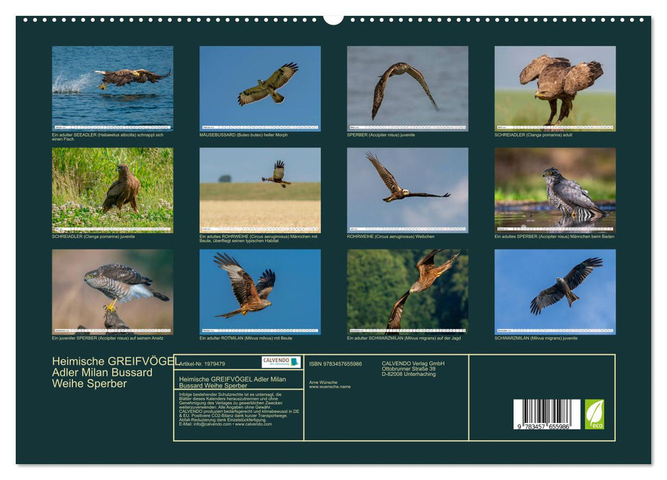 Heimische GREIFVÖGEL Adler Milan Bussard Weihe Sperber (CALVENDO Premium Wandkalender 2026)