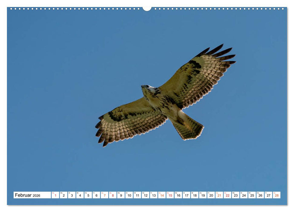 Heimische GREIFVÖGEL Adler Milan Bussard Weihe Sperber (CALVENDO Premium Wandkalender 2026)