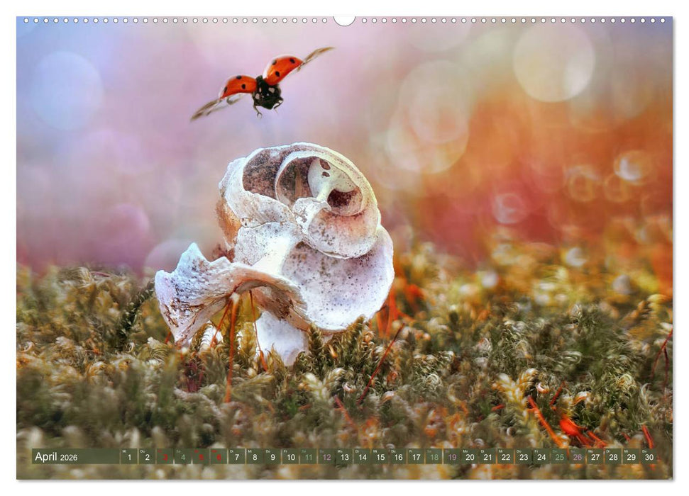 AUGENBLICK ZAUBER (CALVENDO Premium Wandkalender 2026)