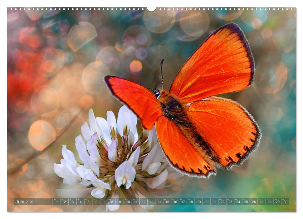 AUGENBLICK ZAUBER (CALVENDO Premium Wandkalender 2026)