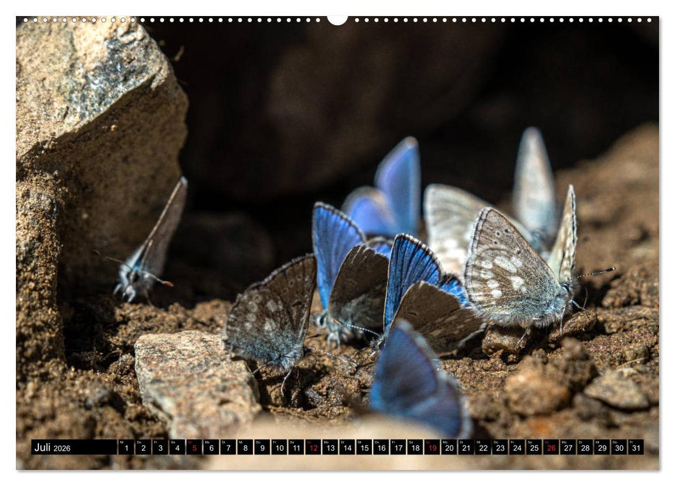 Wanderparadies Montafon (CALVENDO Premium Wandkalender 2026)