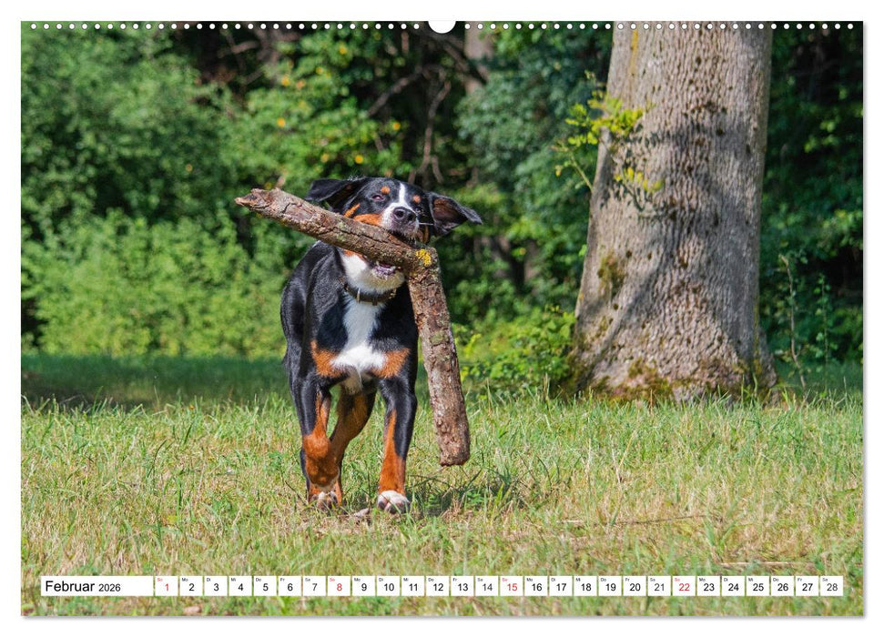 Appenzeller Sennenhund - Ein Schweizer auf 4 Pfoten (CALVENDO Premium Wandkalender 2026)