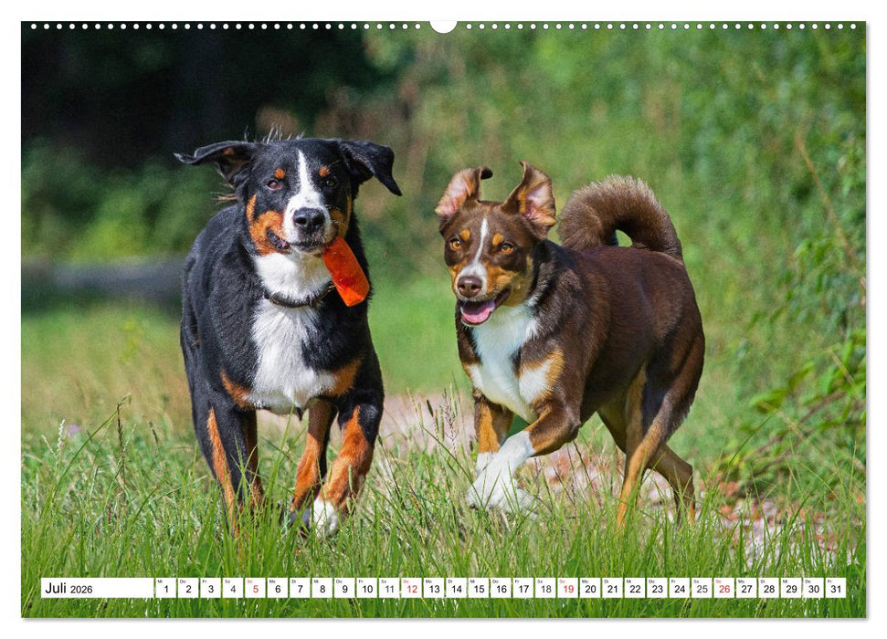 Appenzeller Sennenhund - Ein Schweizer auf 4 Pfoten (CALVENDO Premium Wandkalender 2026)