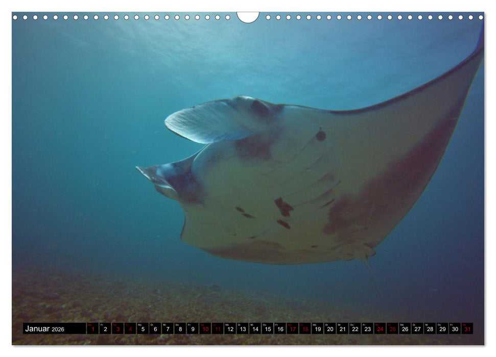 Tauchplätze Weltweit (CALVENDO Wandkalender 2026)