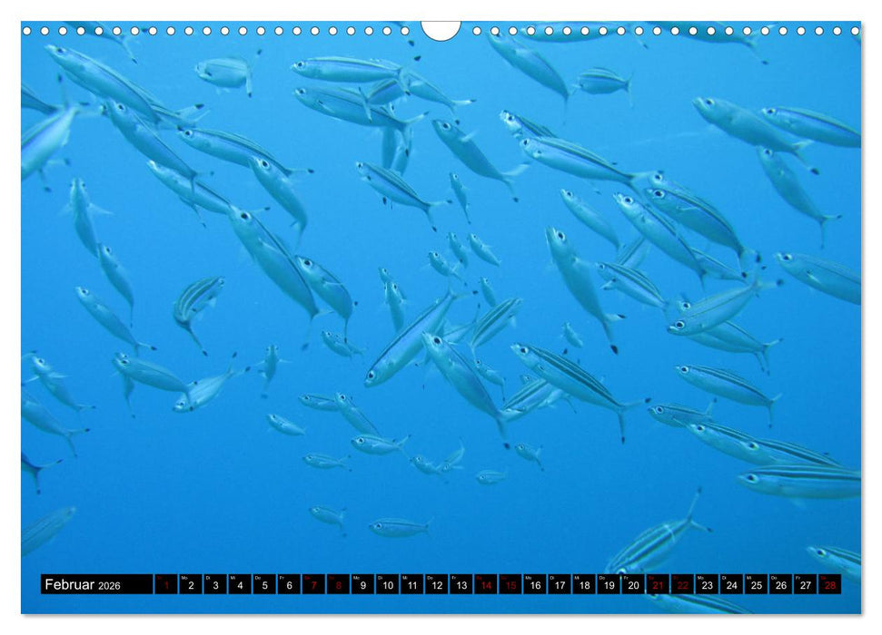Tauchplätze Weltweit (CALVENDO Wandkalender 2026)