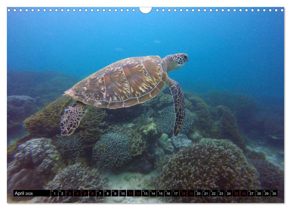 Tauchplätze Weltweit (CALVENDO Wandkalender 2026)