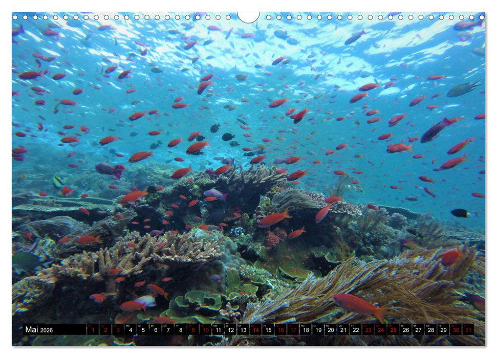Tauchplätze Weltweit (CALVENDO Wandkalender 2026)
