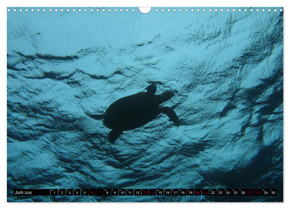 Tauchplätze Weltweit (CALVENDO Wandkalender 2026)