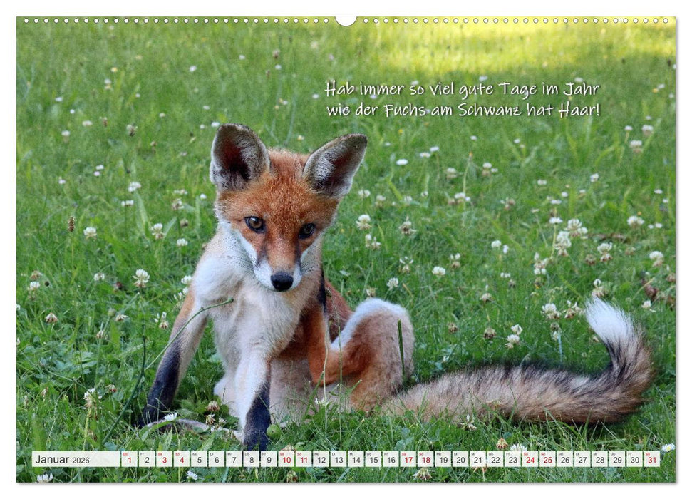 Freche Füchse - lustige Sprüche (CALVENDO Premium Wandkalender 2026)
