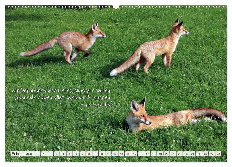 Freche Füchse - lustige Sprüche (CALVENDO Premium Wandkalender 2026)