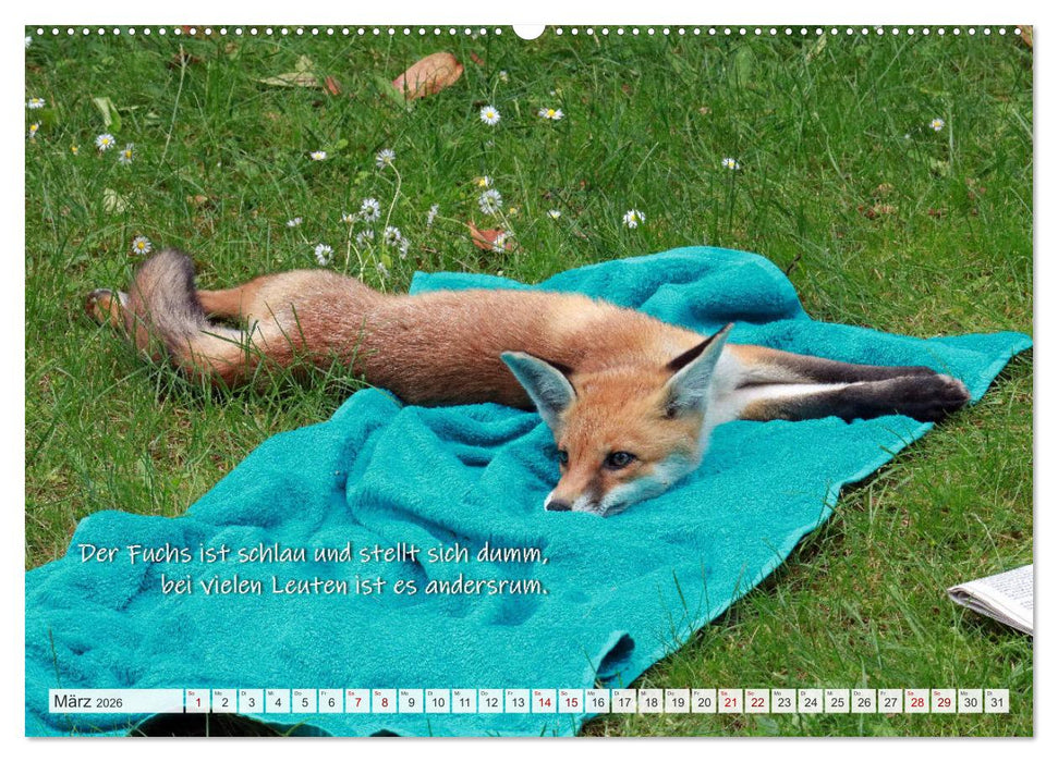 Freche Füchse - lustige Sprüche (CALVENDO Premium Wandkalender 2026)