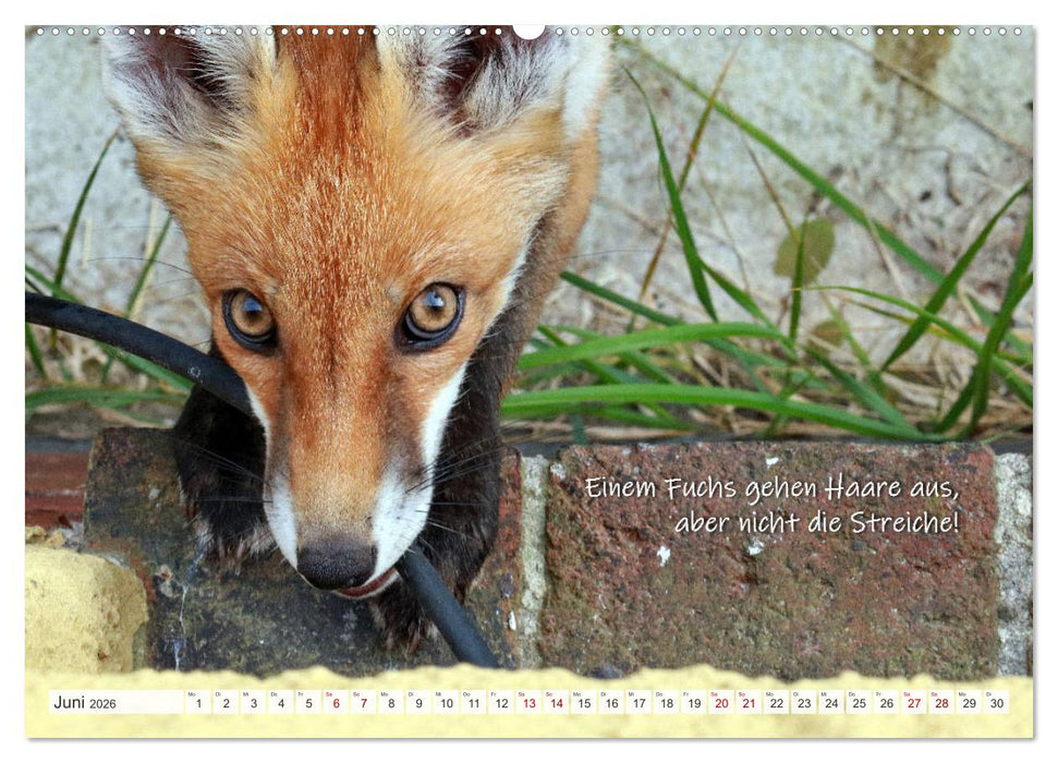 Freche Füchse - lustige Sprüche (CALVENDO Premium Wandkalender 2026)