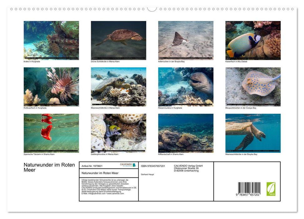 Naturwunder im Roten Meer (CALVENDO Wandkalender 2026)