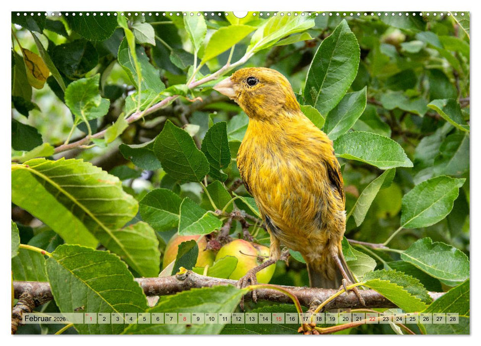 Welt der Kanarien (CALVENDO Premium Wandkalender 2026)