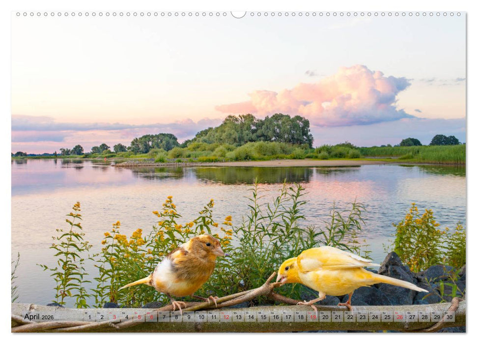 Welt der Kanarien (CALVENDO Premium Wandkalender 2026)