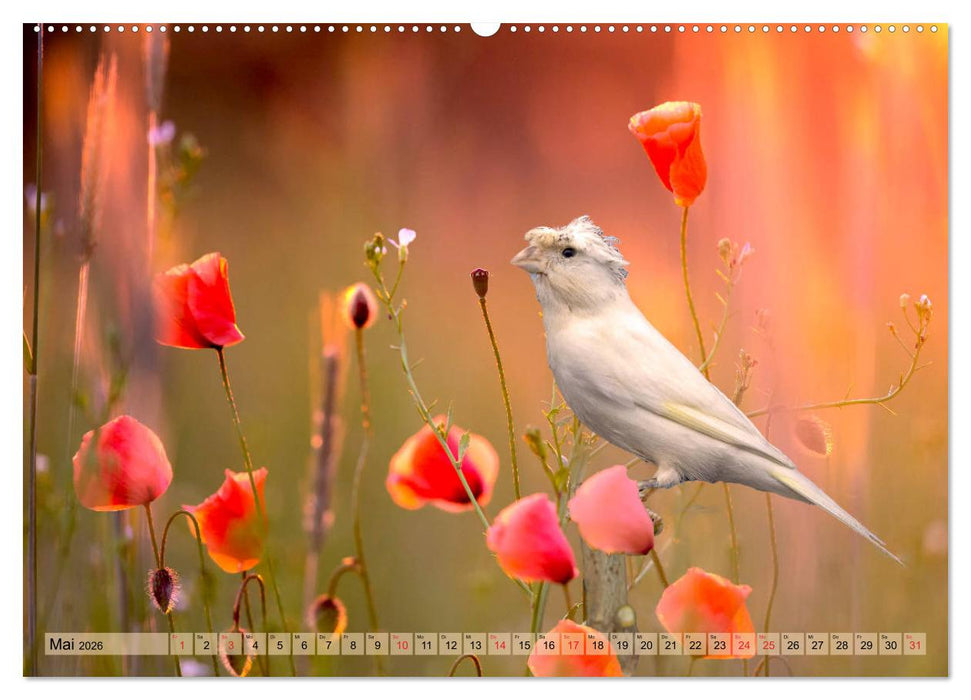 Welt der Kanarien (CALVENDO Premium Wandkalender 2026)