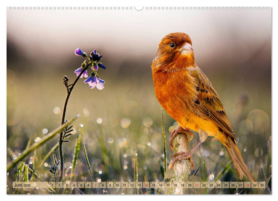 Welt der Kanarien (CALVENDO Premium Wandkalender 2026)