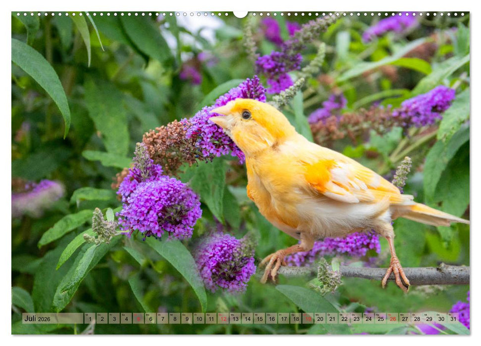Welt der Kanarien (CALVENDO Premium Wandkalender 2026)