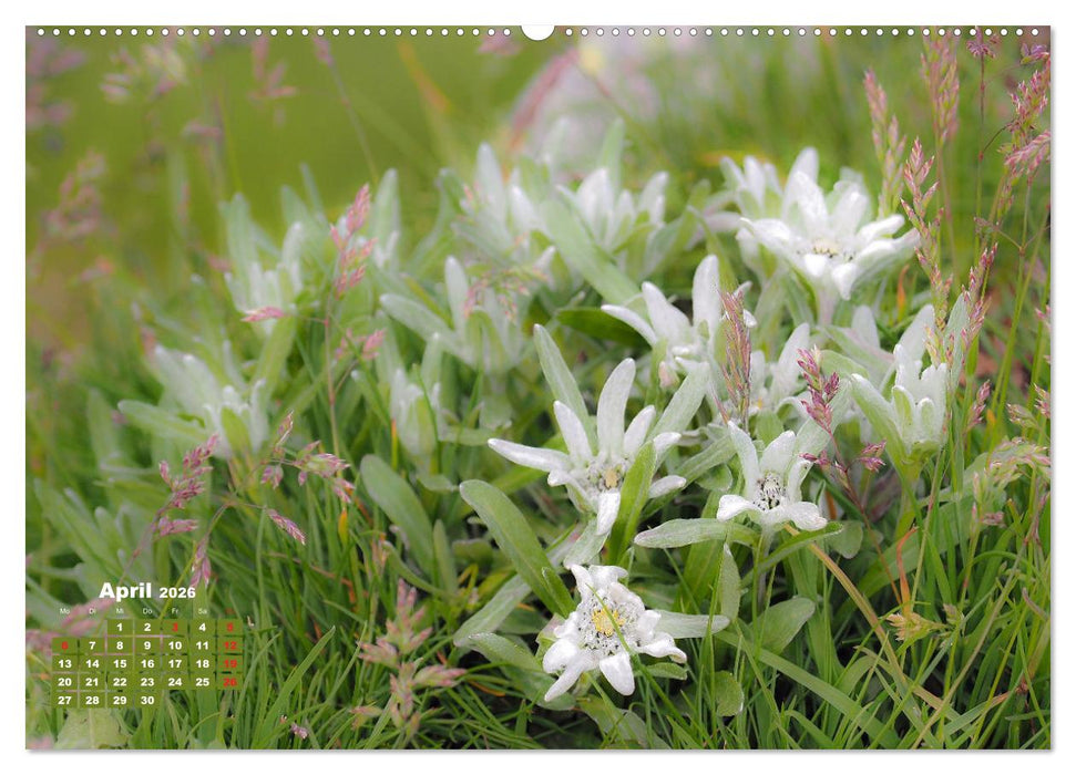 Großglockner, Alpen, Murmeltiere & mehr by VogtArt (CALVENDO Premium Wandkalender 2026)