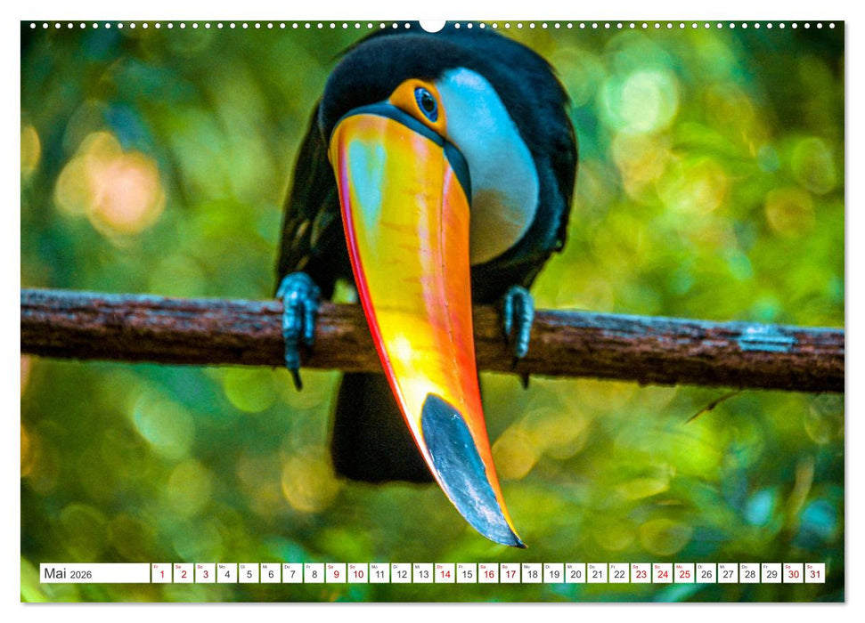 Bilder aus Brasilien (CALVENDO Wandkalender 2026)