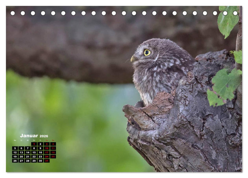 Zu Besuch bei Familie Steinkauz (CALVENDO Wandkalender 2026)
