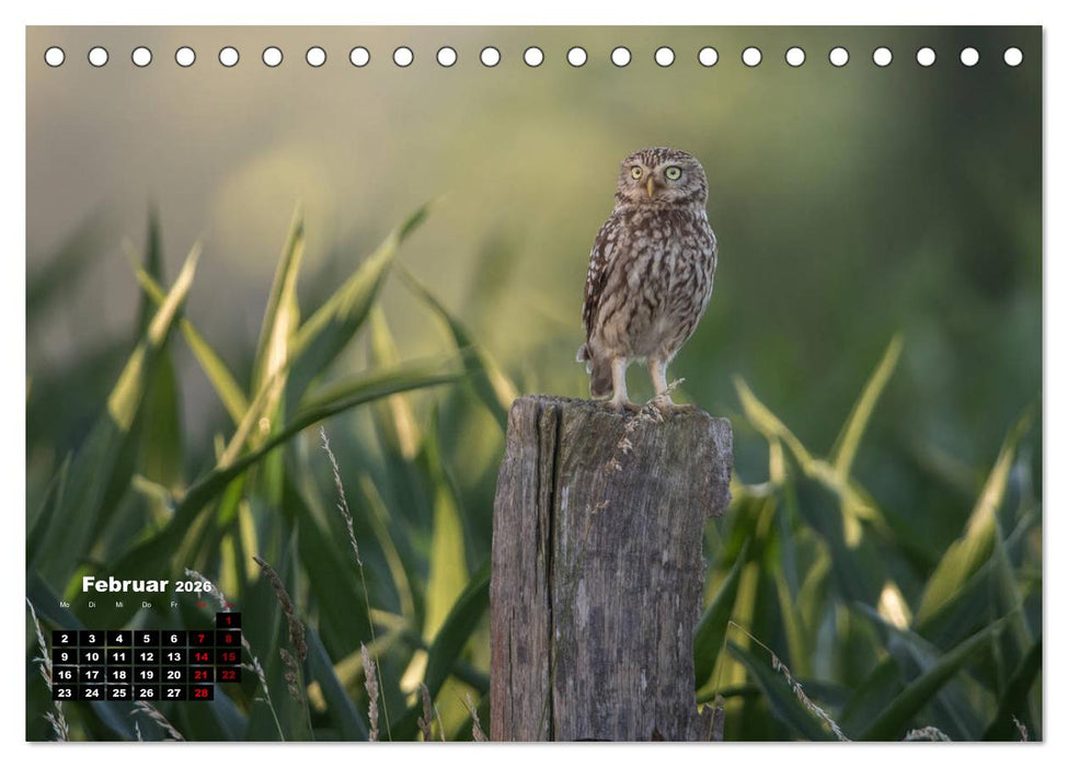 Zu Besuch bei Familie Steinkauz (CALVENDO Wandkalender 2026)