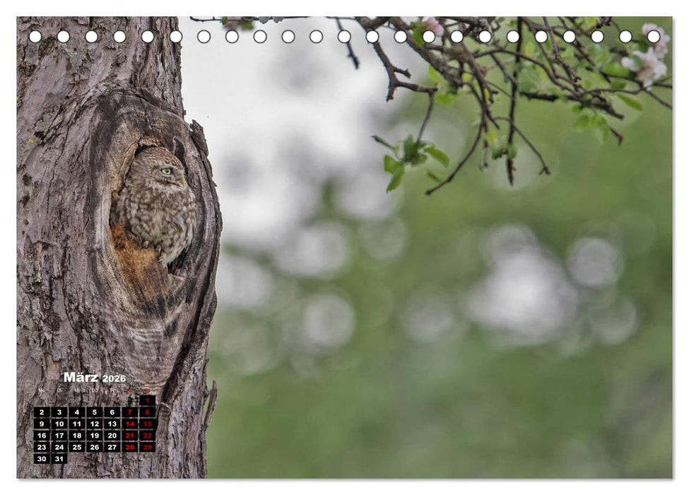 Zu Besuch bei Familie Steinkauz (CALVENDO Wandkalender 2026)