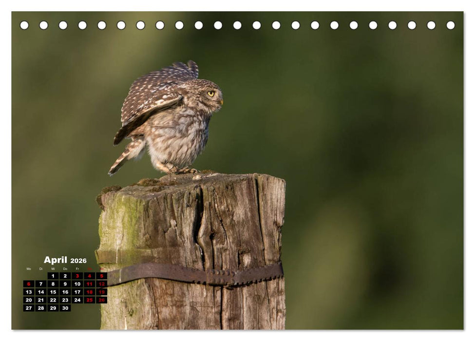 Zu Besuch bei Familie Steinkauz (CALVENDO Wandkalender 2026)
