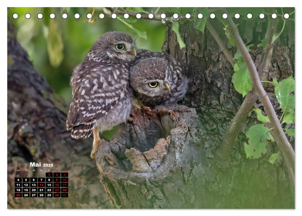 Zu Besuch bei Familie Steinkauz (CALVENDO Wandkalender 2026)