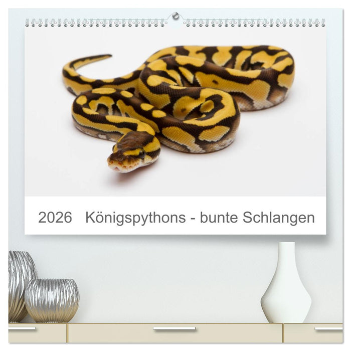 Königspythons - bunte Schlangen (CALVENDO Premium Wandkalender 2026)