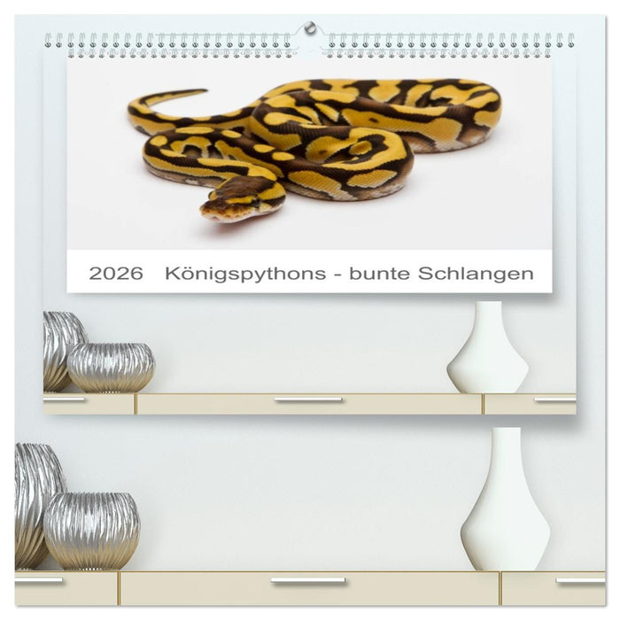 Königspythons - bunte Schlangen (CALVENDO Premium Wandkalender 2026)