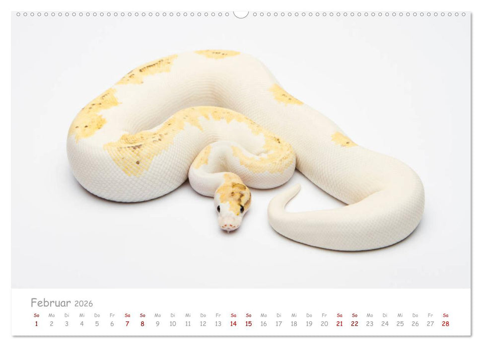 Königspythons - bunte Schlangen (CALVENDO Premium Wandkalender 2026)