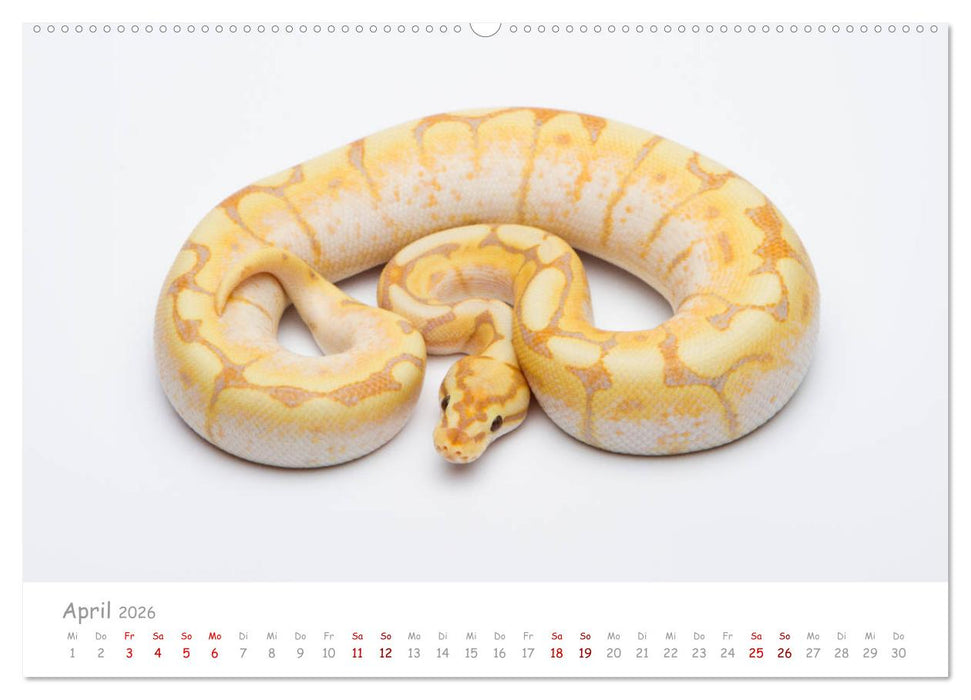 Königspythons - bunte Schlangen (CALVENDO Premium Wandkalender 2026)