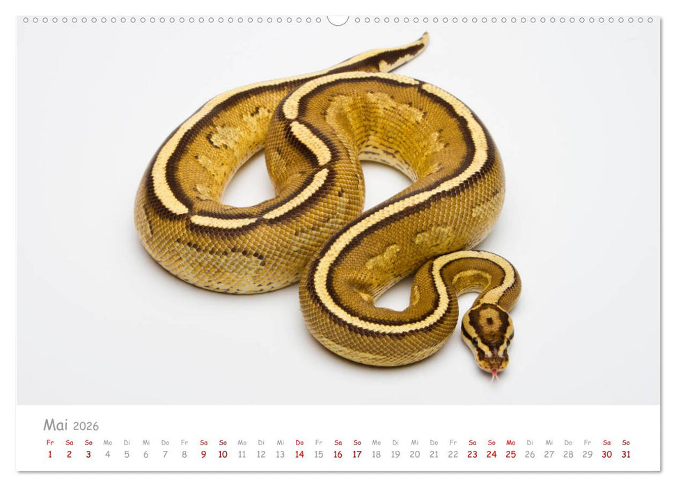 Königspythons - bunte Schlangen (CALVENDO Premium Wandkalender 2026)