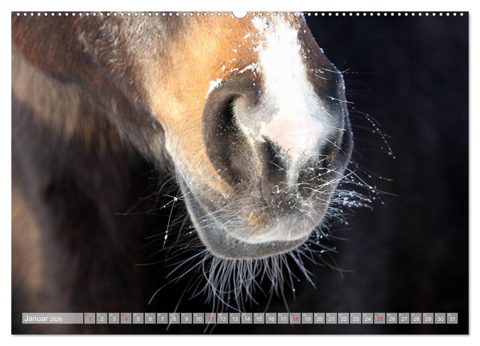 Pferdenasen (CALVENDO Premium Wandkalender 2026)