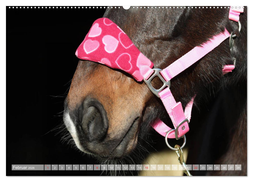 Pferdenasen (CALVENDO Premium Wandkalender 2026)