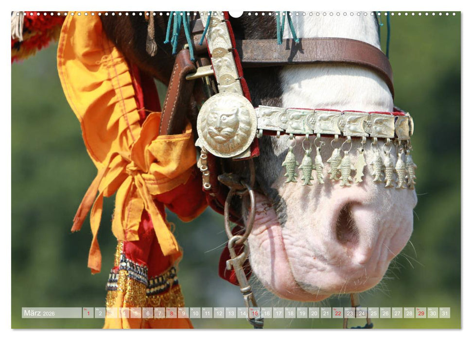 Pferdenasen (CALVENDO Premium Wandkalender 2026)