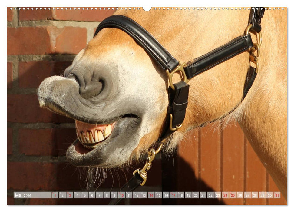 Pferdenasen (CALVENDO Premium Wandkalender 2026)