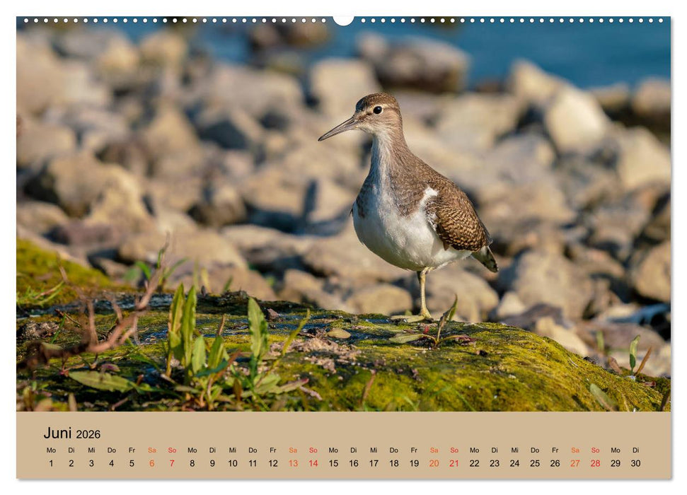 Limikolen - Watvögel am norddeutschen Wattenmeer (CALVENDO Premium Wandkalender 2026)