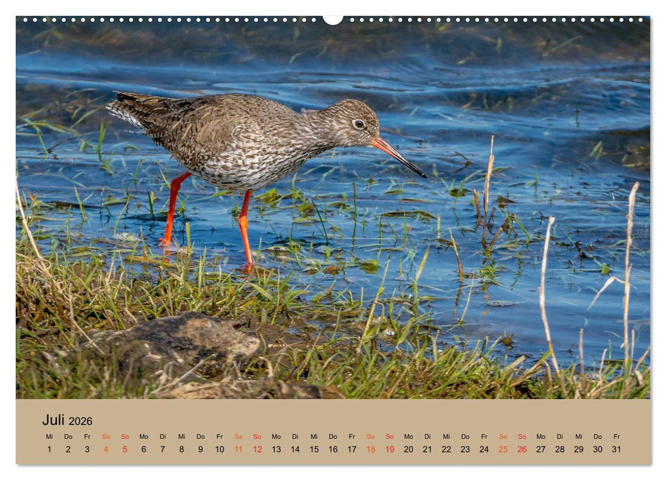 Limikolen - Watvögel am norddeutschen Wattenmeer (CALVENDO Premium Wandkalender 2026)