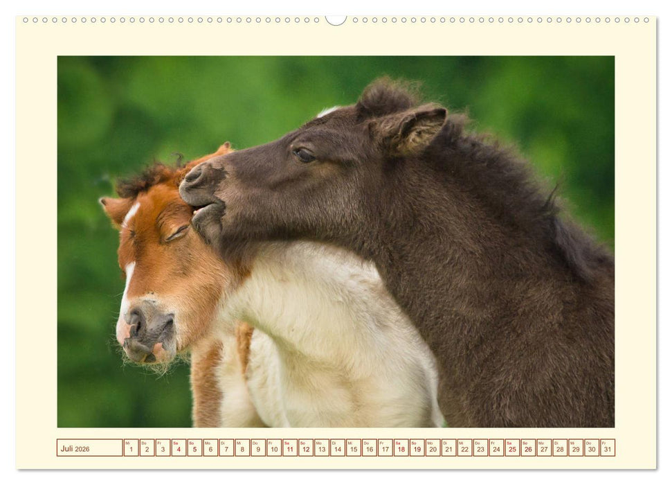 Fohlen, glücklich in der Herde (CALVENDO Premium Wandkalender 2026)
