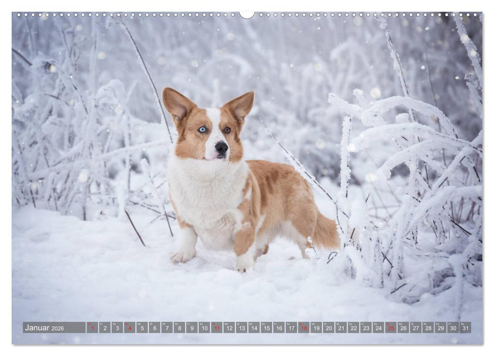 Welsh Corgi - Der Kobold unter den Hunden (CALVENDO Premium Wandkalender 2026)